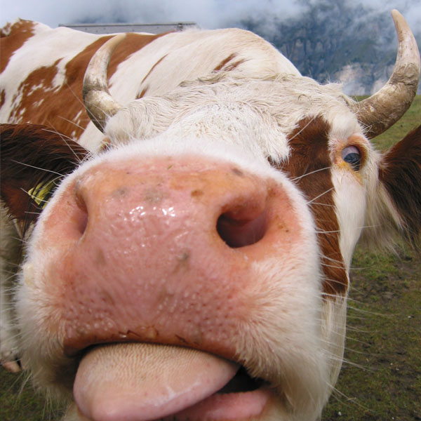 Cow giving a raspberry...probably.