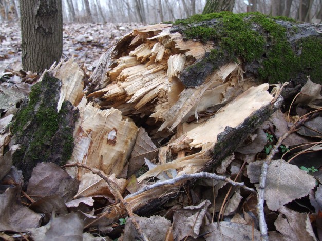 If a soul is crushed in the forest and no one is there to hear it...it still makes a pretty sad sound.