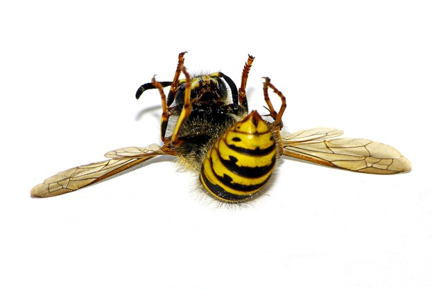 Dead Wasp