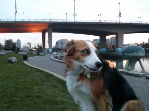 I don't know what you're talking about. Let's go chase that rodent. Nothing gets your mind off things like a good rat chase.