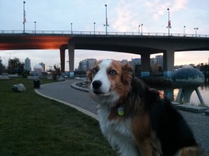 Cleaver girl. Hey, whose been shedding on the chesterfield?