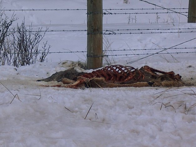 Deer Carcass